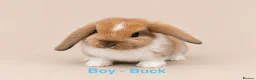 Mini Lop rabbits for sale: 🐰 Adorable Mini Lop Bunnies–Ready 30th October!🐰 - Advert 7