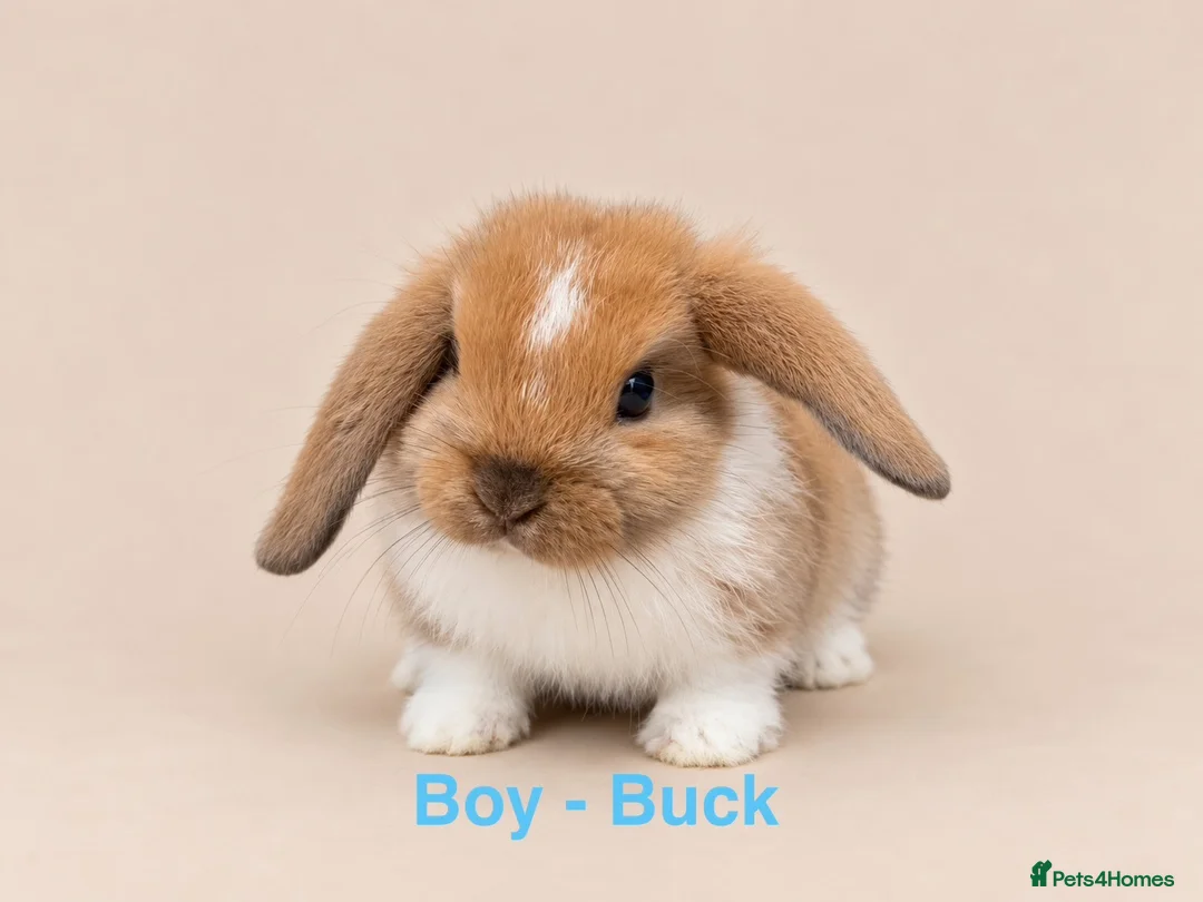 Mini Lop rabbits for sale: 🐰 Adorable Mini Lop Bunnies–Ready 30th October!🐰 - Advert 7
