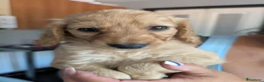 Cockapoo 3