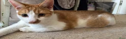 Mixed Breed cats for sale: 4 Beautiful 6 month old kittens in Hemel Hempstead - Advert 9