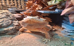 Bearded Dragon reptiles for sale: Bearded dragon plus vivarium  - Image 7