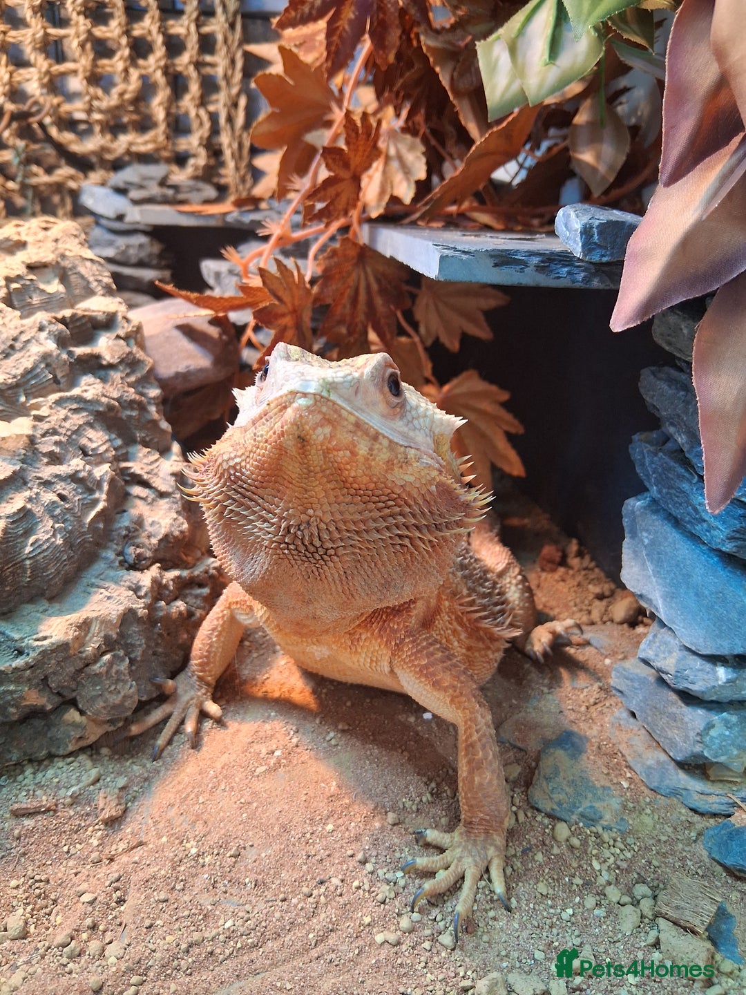 Bearded Dragon reptiles for sale: Bearded dragon plus vivarium  - Image 7