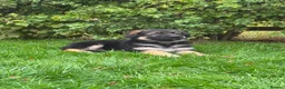German Shepherd dogs for sale: Pedigree German shepherd puppies  in Ashford - Advert 20