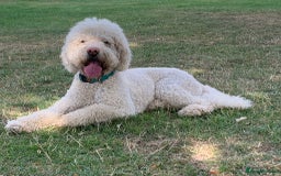 Labradoodle dogs for sale: Australian Labradoodle Puppies - Image 9
