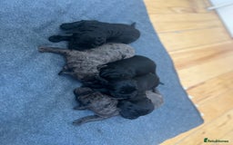 Cockapoo dogs for sale: Beautiful litter of merle and black cockapoos  - Image 1
