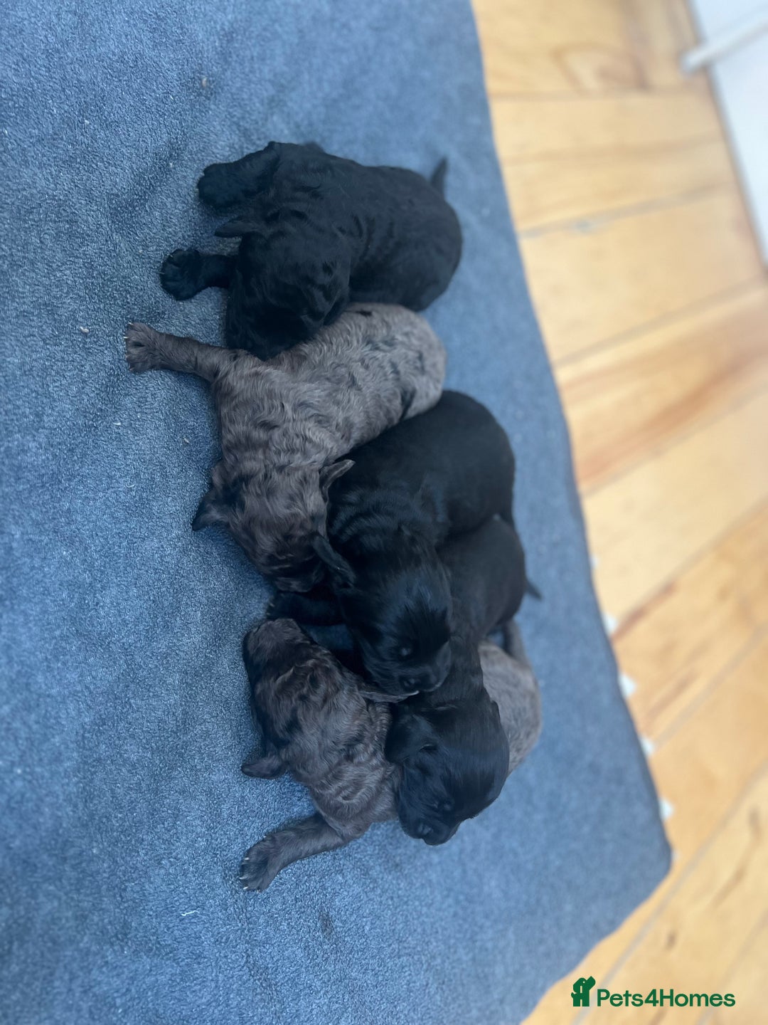 Cockapoo dogs for sale: Beautiful litter of merle and black cockapoos  - Image 1