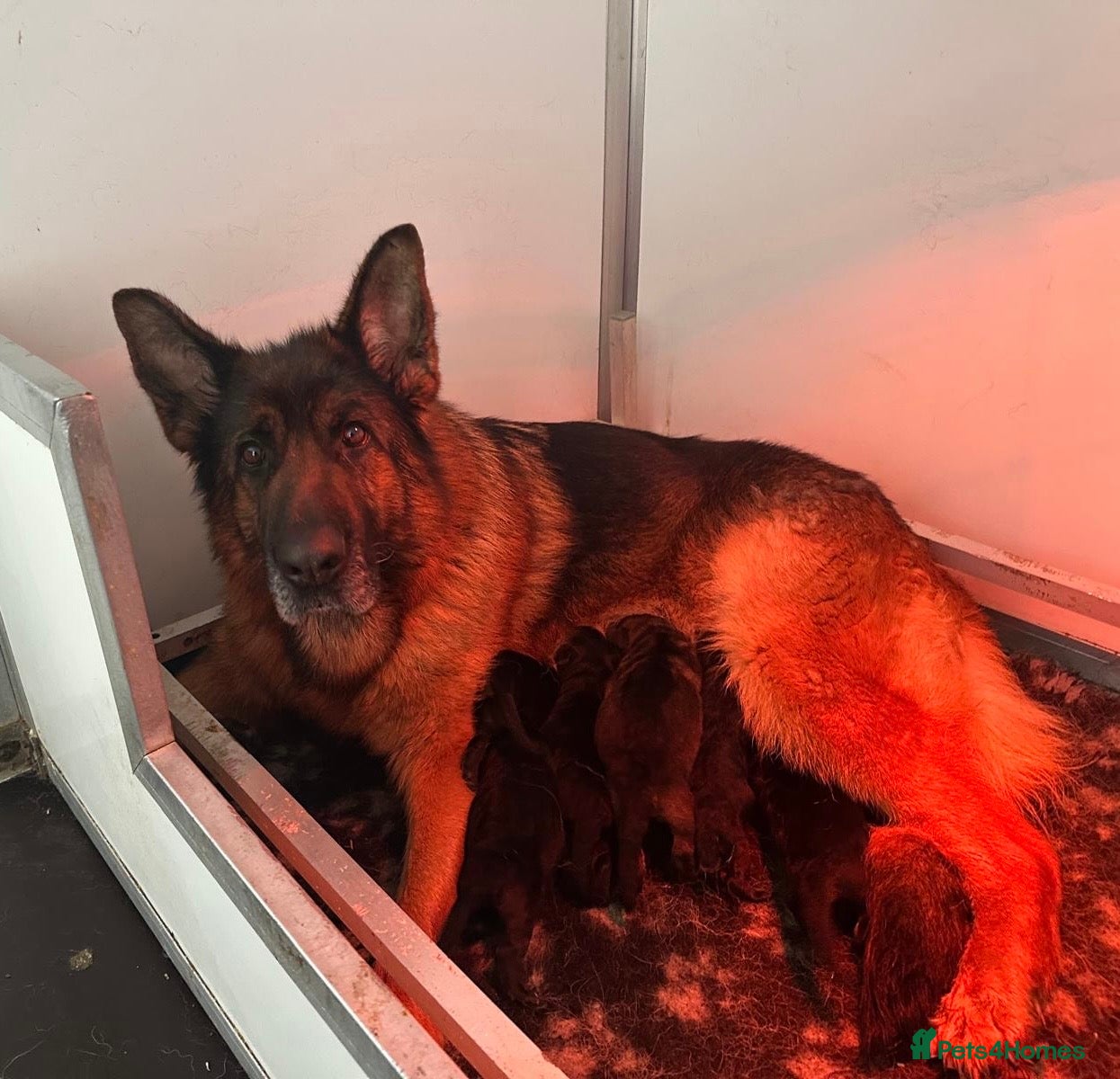 German Shepherd dogs Quality litter GSD @icepack kennels  - Advert 2