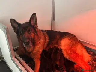 German Shepherd dogs Quality litter GSD @icepack kennels - Advert 1