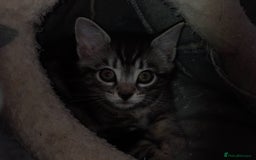 Mixed Breed cats for sale: Kitten  - Image 1