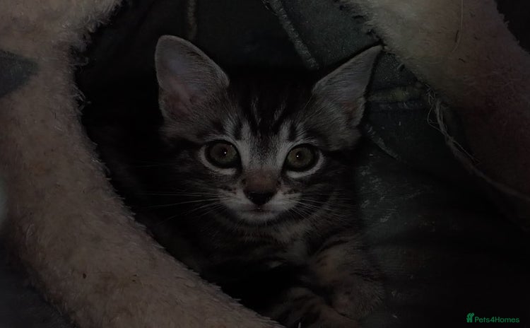 Mixed Breed cats - Advert 15