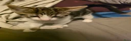 Mixed Breed cats for sale: Mixed tabby and long hair - Advert 3