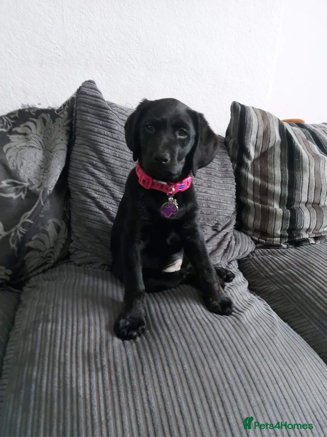 Labrador Retriever dogs for stud: KC REGISTERED LABRADOR STUD in Worcester - Advert 14