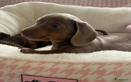 Miniature Dachshund dogs for sale: Miniature Dachshund  - Image 11