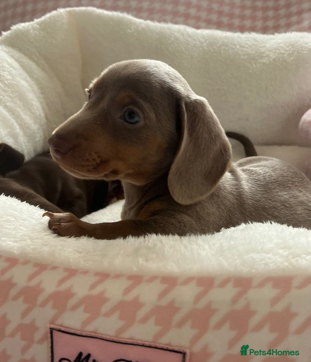 Miniature Dachshund dogs for sale: Miniature Dachshund  - Image 11