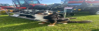 Bernese Mountain Dog 2