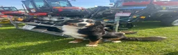 Bernese Mountain Dog dogs for sale: Two lovely Bernese Mountain Dogs  - Advert 4