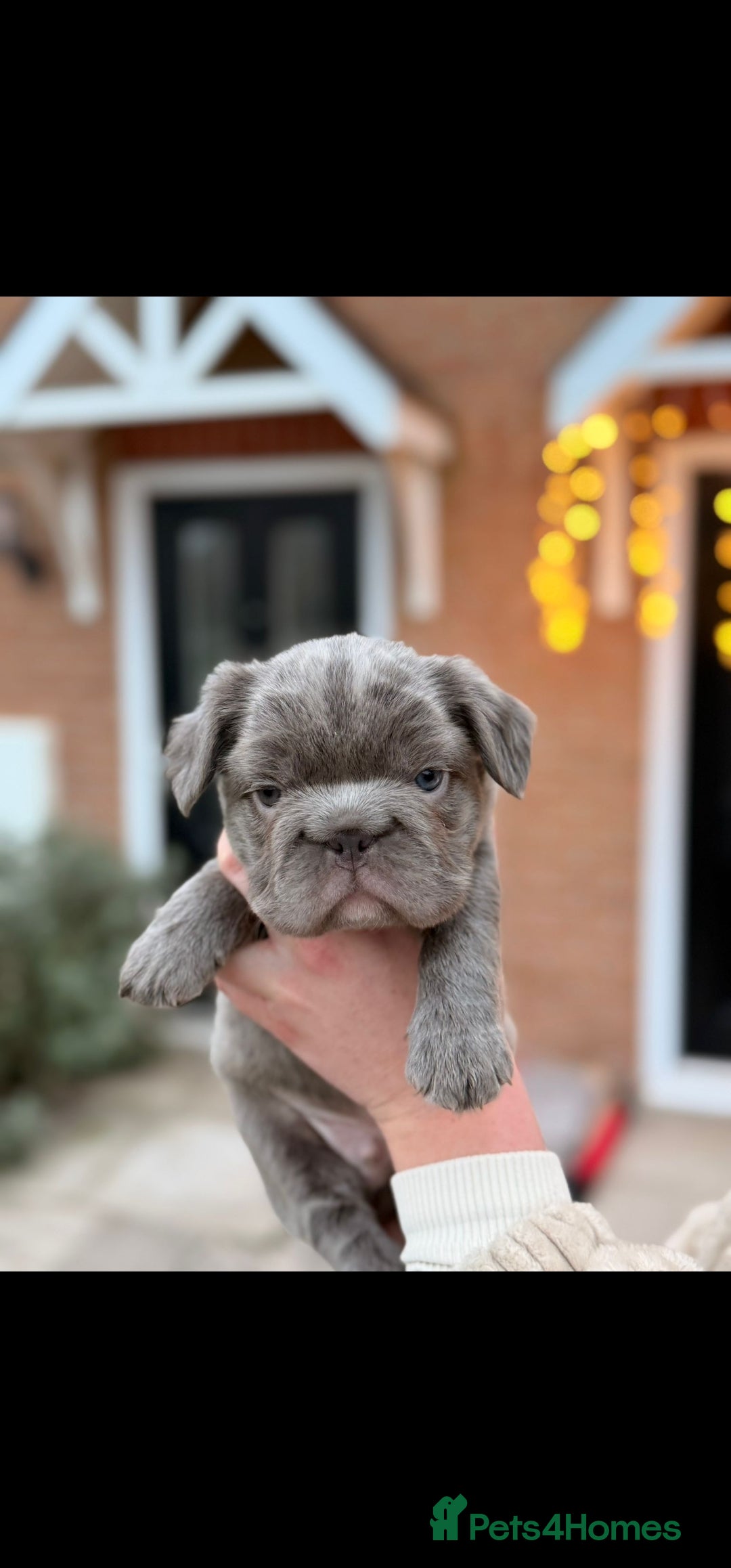 French Bulldog dogs for sale: 5 beautiful fluffy French bulldogs  - Advert 3