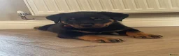 Rottweiler dogs for sale: Half Serbian / Half German Rottweiler Puppy in Coventry - Advert 9