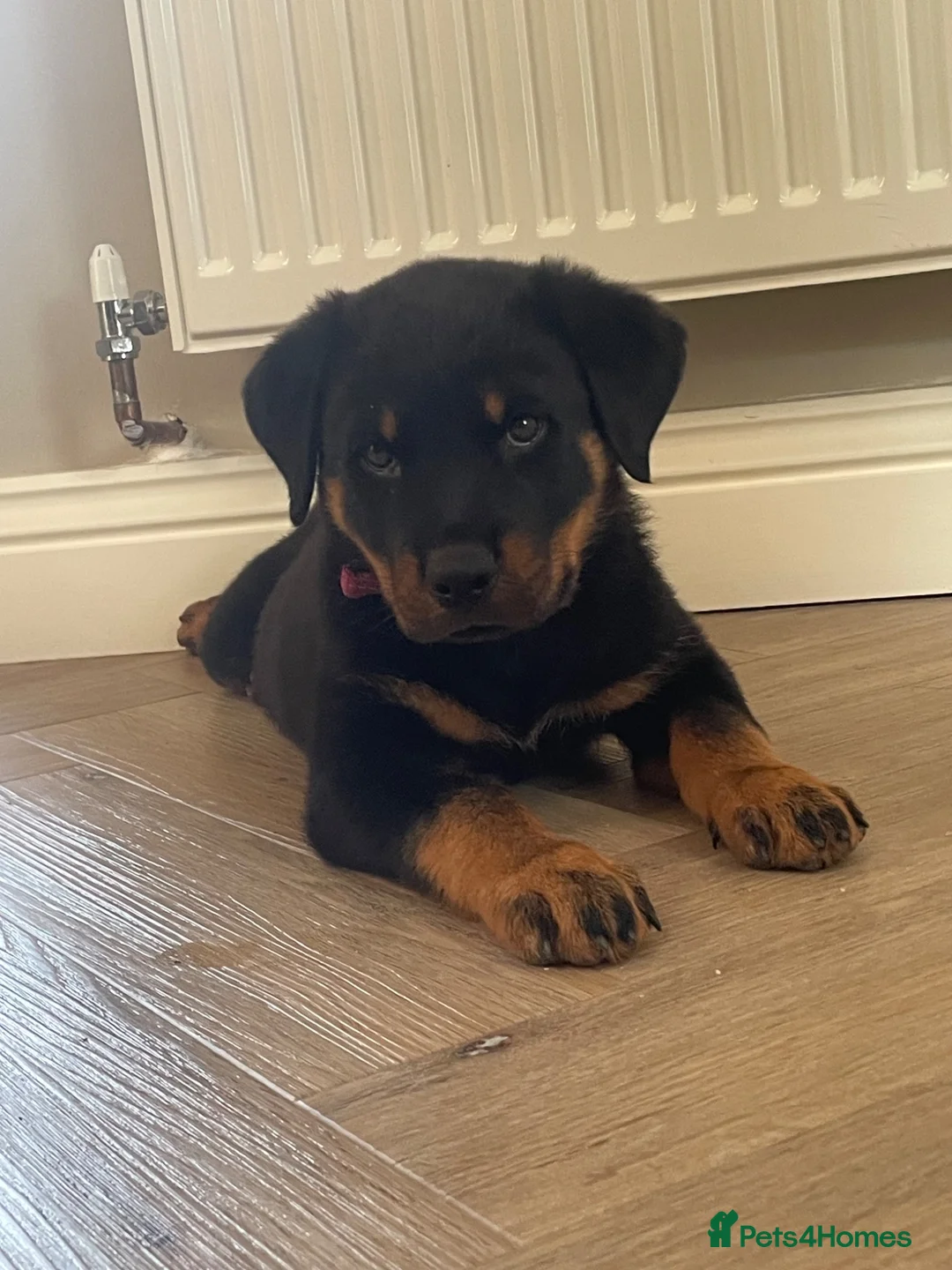 Rottweiler dogs for sale: Half Serbian / Half German Rottweiler Puppy in Coventry - Advert 9