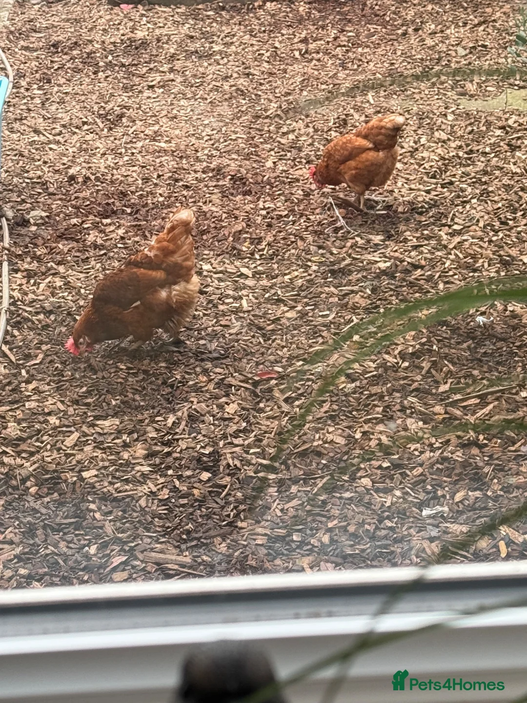 Hens poultry for sale: Hens  in Burntwood - Advert 3