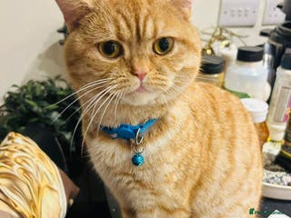 British Shorthair cats Stud: 16 m Male British Shorthair x Scottish Fold - Advert 18