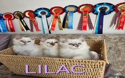 Ragdoll cats for sale: GCCF REGISTERED PEDIGREE RAGDOLL KITTENS - Image 5
