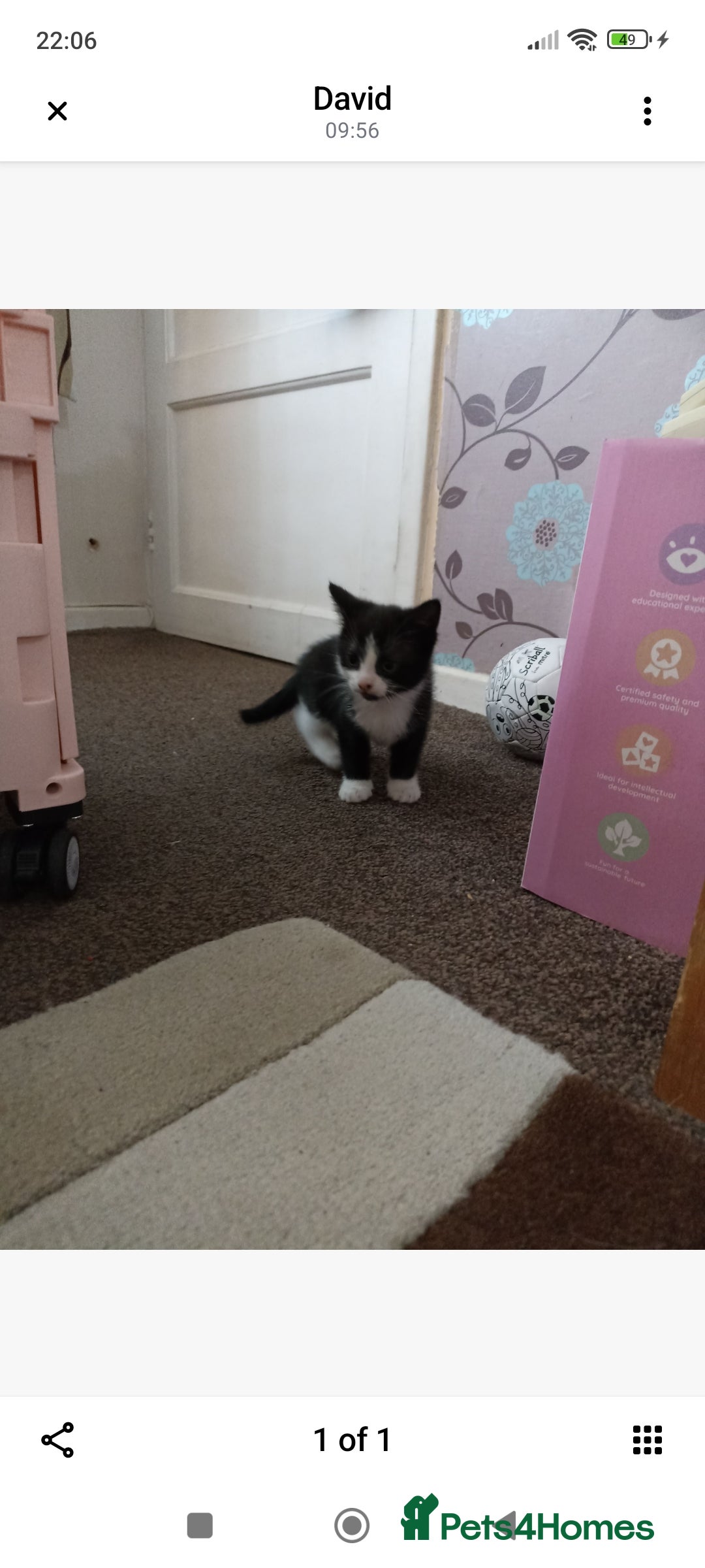 Mixed Breed cats for sale: Super friendly kitten - Advert 3