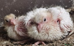 Pigeons birds for sale: Pigeons [Semi Hand-Raised] - Fancy & Racing Breeds - Image 12