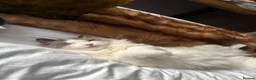 Ragdoll cats for sale: Blue Bi Colour Ragdoll - comes with all essentials - Advert 3
