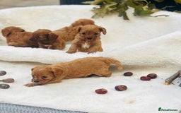 Cavapoo dogs for sale: 🐾red F1 Cavapoo puppies🐾  - Image 11