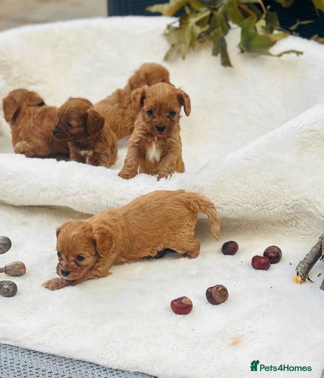 Cavapoo dogs for sale: 🐾red F1 Cavapoo puppies🐾  - Image 11