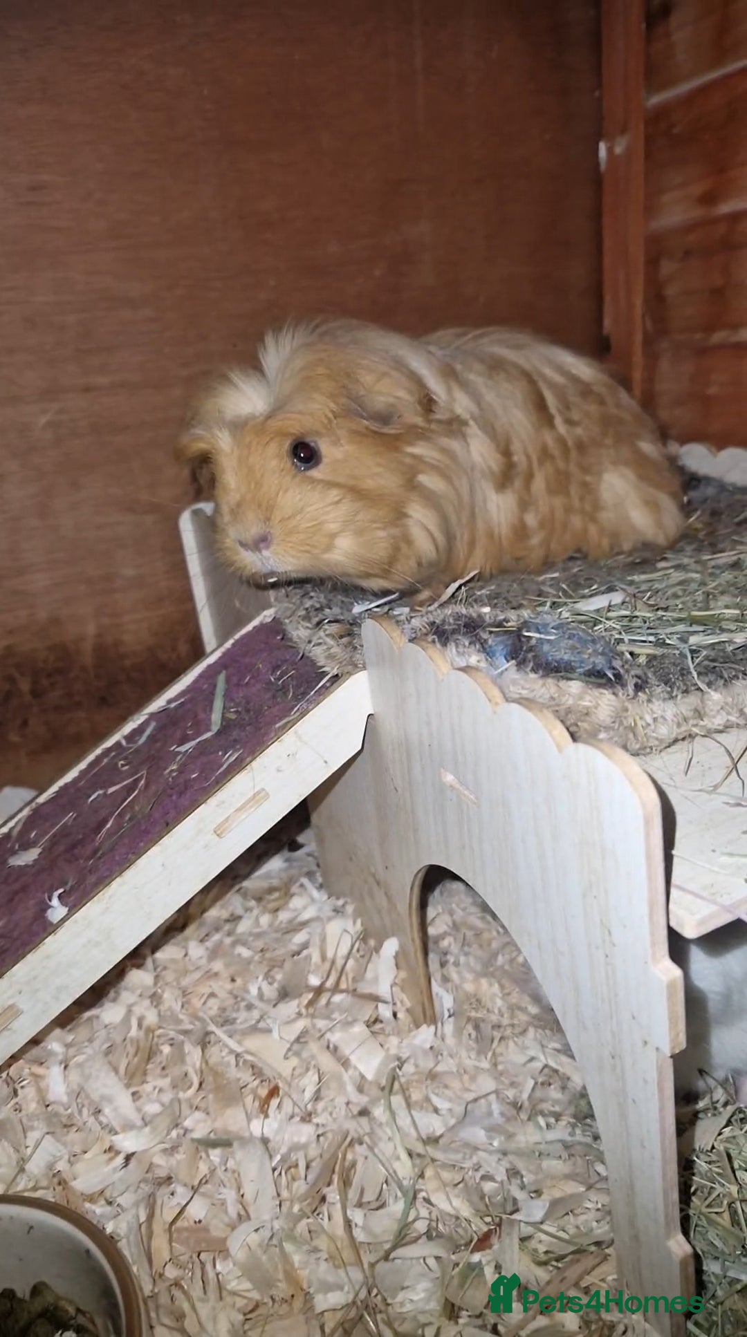 Guinea Pig rodents for sale: Beauitful Coronet breed female  - Advert 9