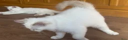 Ragdoll cats for sale: Champion GCCF Ragdoll Kitten 15 weeks old  - Advert 6