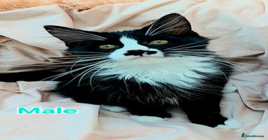 Mixed Breed cats - Advert 10