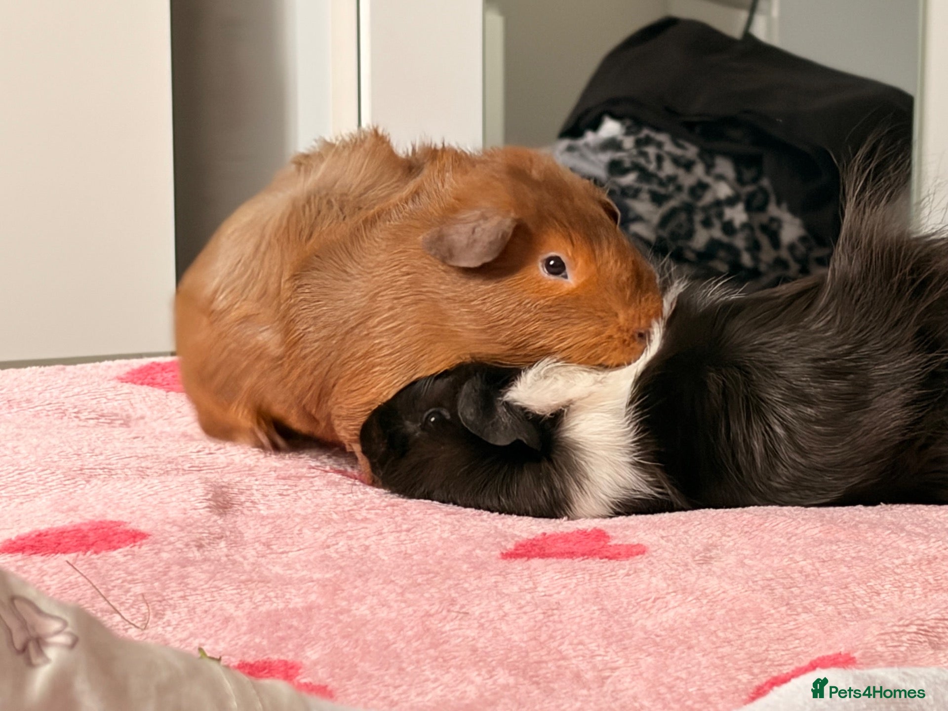 Guinea Pig rodents Male Guinea Pigs - Advert 2