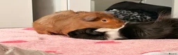 Guinea Pig rodents for sale: Male Guinea Pigs in Northampton - Advert 2