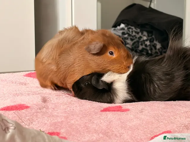 Guinea Pig rodents Male Guinea Pigs - Advert 2