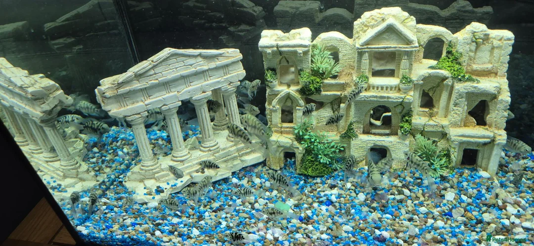 Cichlids fish for sale: Polar blue parrots in Aylesbury - Advert 2