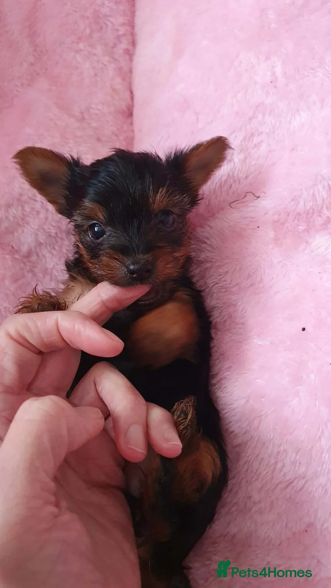 Yorkshire Terrier dogs for sale: Yorkshire terrier puppies  - Advert 9