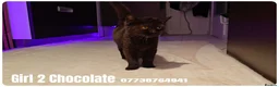 Scottish Fold cats for sale: 🐾 Beautiful Scottish Fold & British Shorthair - Advert 10