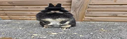 Netherland Dwarf rabbits for sale: Various netherland dwarf kits and adult proven  - Advert 7