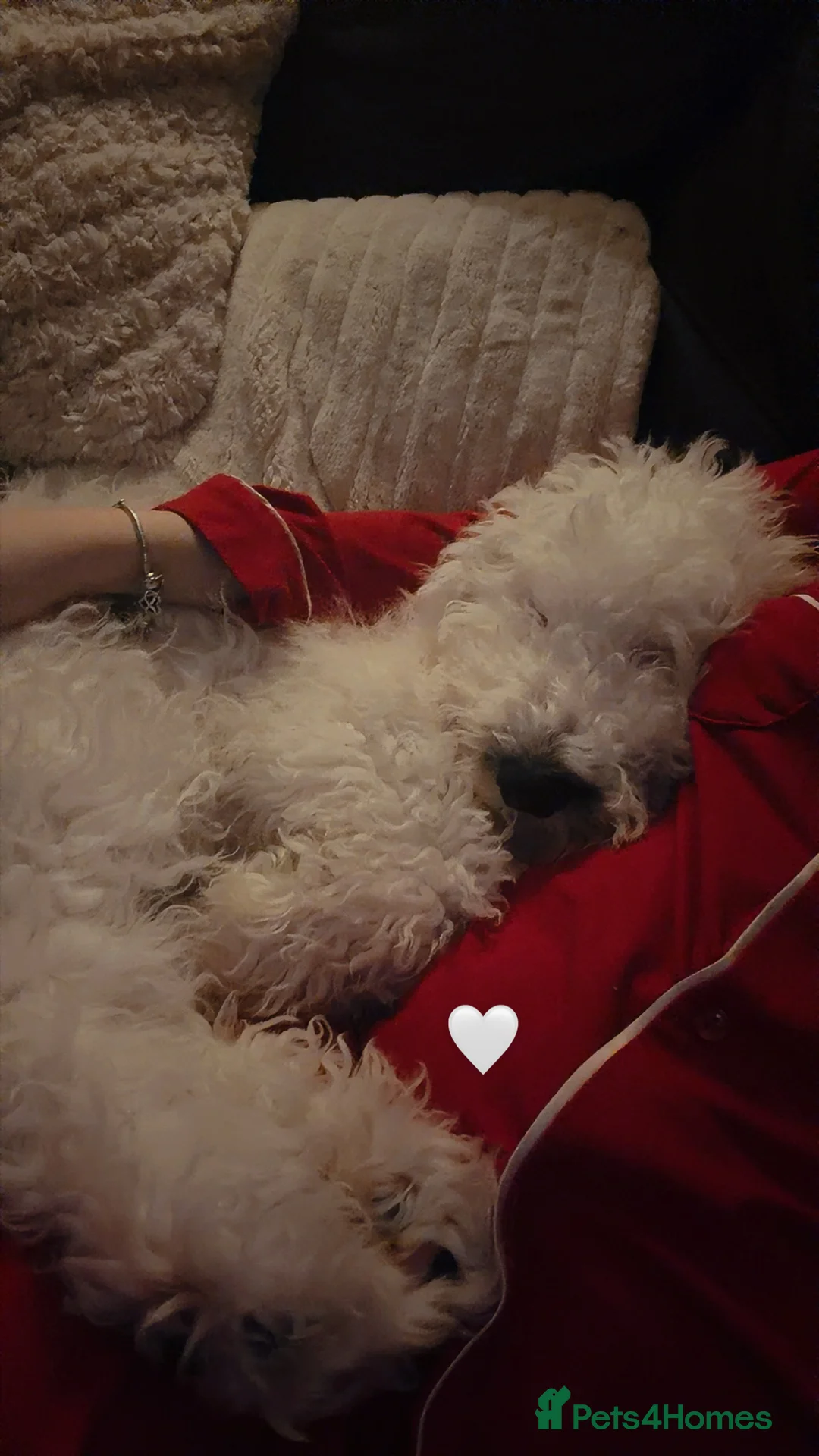 Cockapoo dogs for sale: Cockapoo f2  - Advert 1