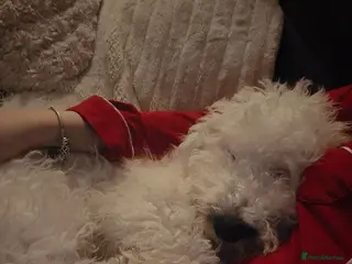 Cockapoo dogs Cockapoo f2 - Advert 1