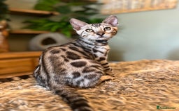 Bengal cats for sale: Beautiful Bengal Kittens Ready for Forever Homes - Image 35