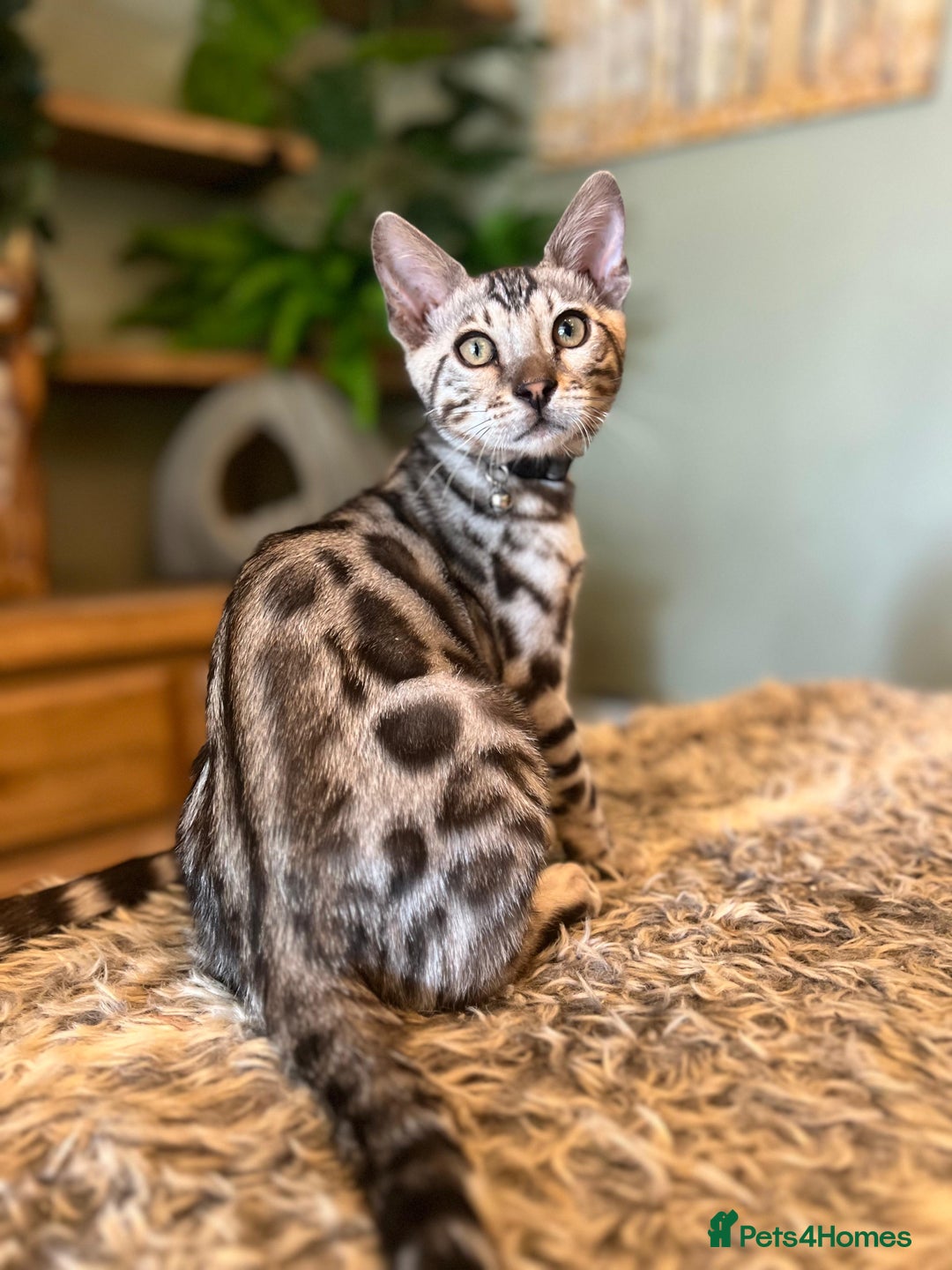 Bengal cats for sale: Beautiful Bengal Kittens Ready for Forever Homes - Image 35
