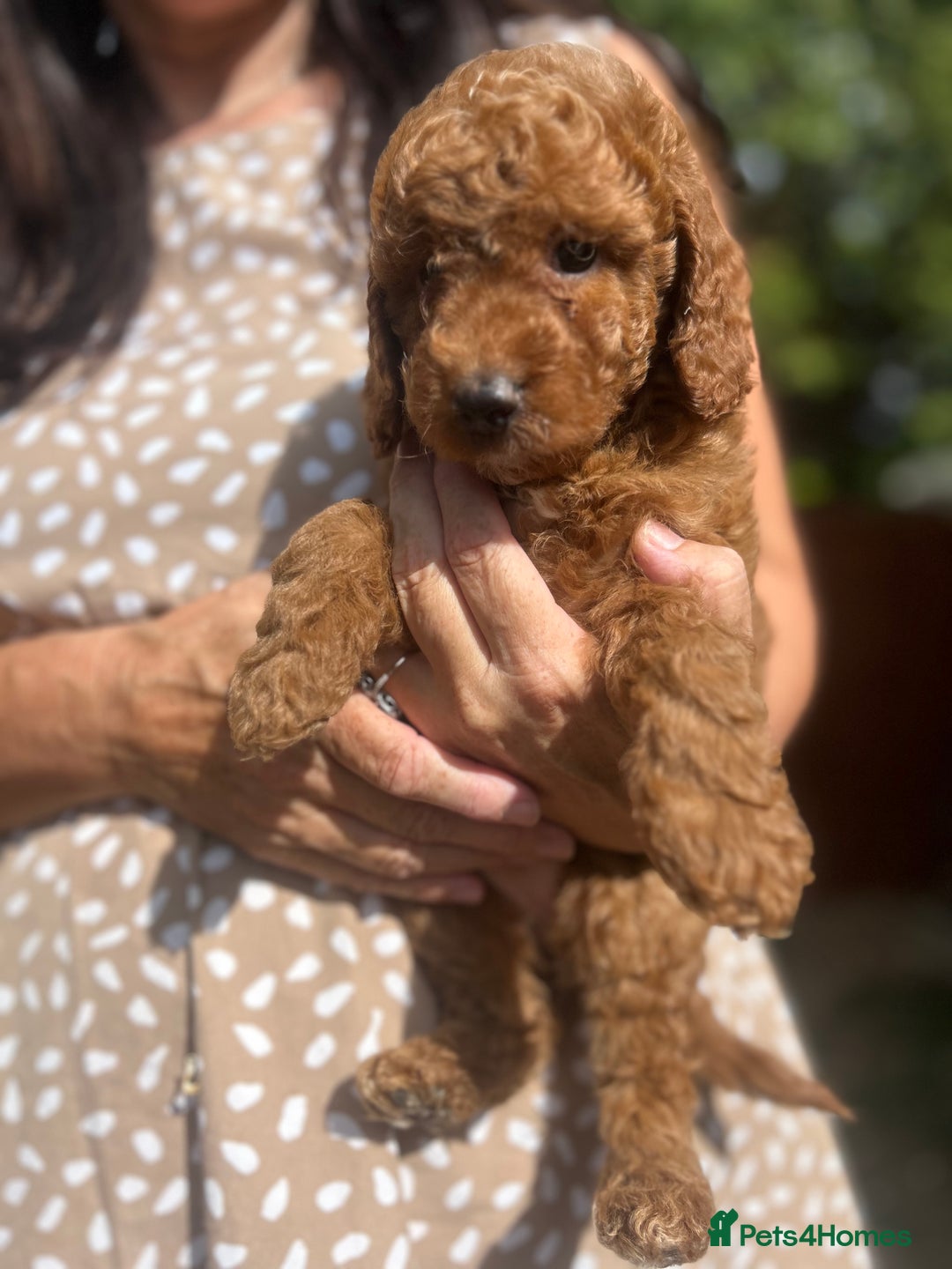 Cockapoo dogs for sale: 1 BOY LEFT! cockapoo F1b, PRA tested - Image 7