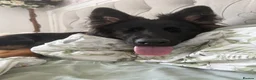 German Shepherd dogs for sale: 2 young beautiful German shepherd pups  - Advert 32