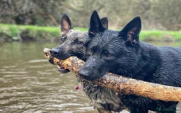 German Shepherd dogs for sale: Kc German Shepherd Puppies - Image 2
