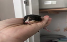 Mixed Breed cats for sale: 1 FEMALE LEFT left  - Image 16