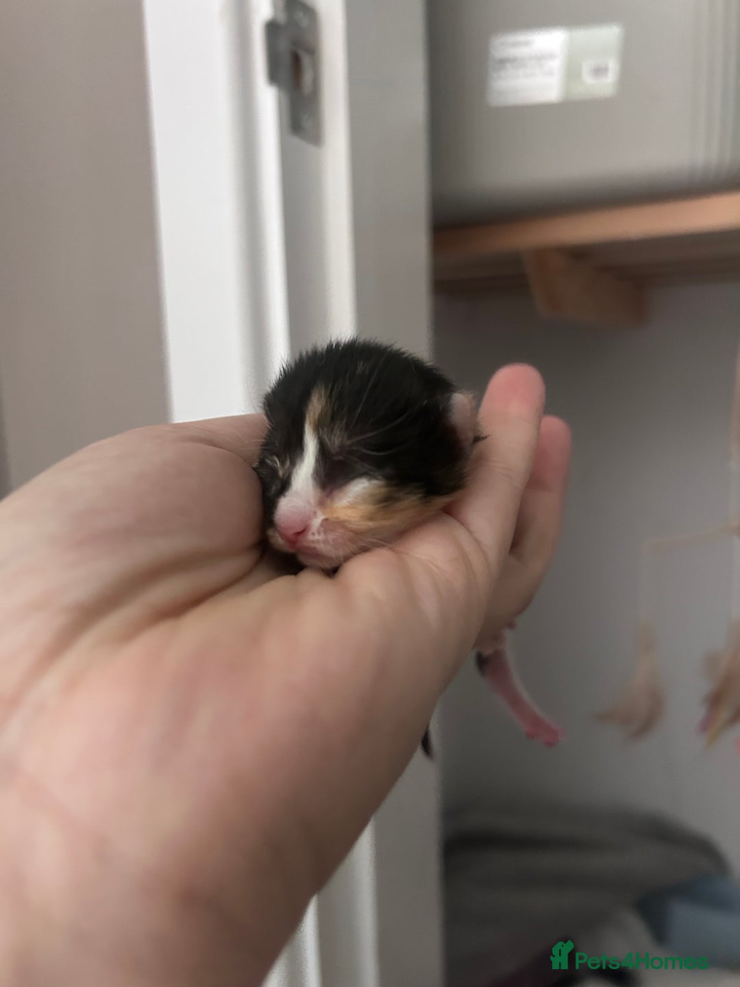 Mixed Breed cats for sale: 1 FEMALE LEFT left  - Image 16